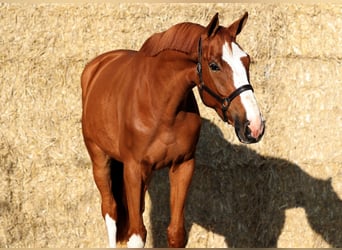 KWPN, Wallach, 5 Jahre, 17,1 hh, Dunkelfuchs