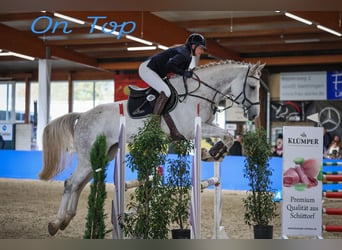 KWPN, Gelding, 5 years, 17,1 hh, Gray