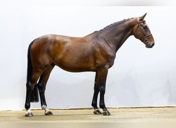 KWPN, Gelding, 5 years, 17 hh, Bay-Dark