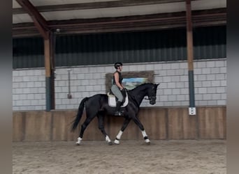 KWPN, Gelding, 5 years, 17 hh, Black