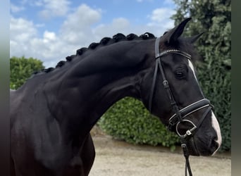 KWPN, Gelding, 5 years, 17 hh, Black