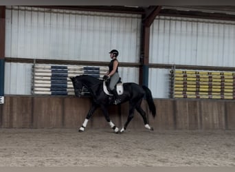 KWPN, Gelding, 5 years, 17 hh, Black