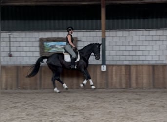 KWPN, Gelding, 5 years, 17 hh, Black