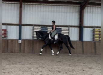 KWPN, Gelding, 5 years, 17 hh, Black