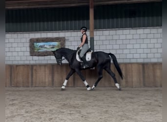 KWPN, Gelding, 5 years, 17 hh, Black