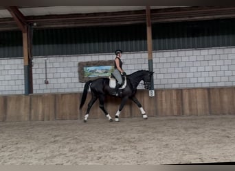 KWPN, Gelding, 5 years, 17 hh, Black