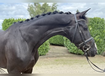 KWPN, Gelding, 5 years, 17 hh, Black