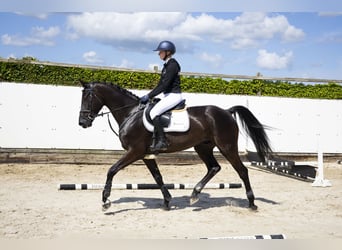 KWPN, Gelding, 5 years, 17 hh, Black