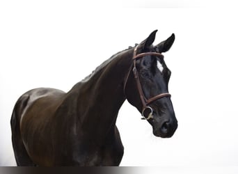 KWPN, Gelding, 5 years, 17 hh, Black