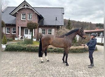 KWPN, Gelding, 5 years, 17 hh, Brown