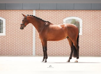 KWPN, Gelding, 5 years, 17 hh, Brown-Light