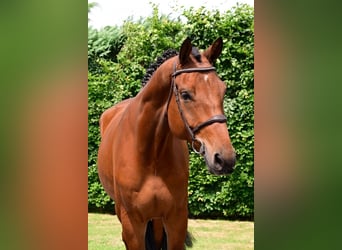 KWPN, Gelding, 5 years, 17 hh, Brown