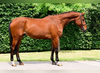 KWPN, Gelding, 5 years, 17 hh, Brown