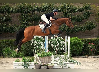 KWPN, Gelding, 5 years, 17 hh, Brown
