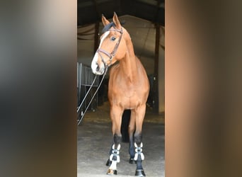 KWPN, Gelding, 5 years, 17 hh, Brown