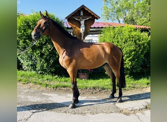 KWPN, Gelding, 5 years, 17 hh, Brown