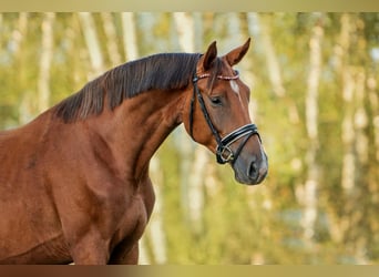 KWPN, Gelding, 5 years, 17 hh, Chestnut