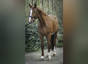 KWPN, Gelding, 5 years, 17 hh, Chestnut