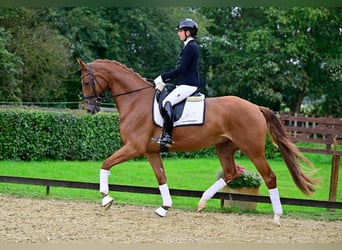 KWPN, Gelding, 5 years, 17 hh, Chestnut-Red