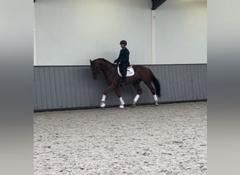 KWPN, Gelding, 5 years, 17 hh, Chestnut-Red