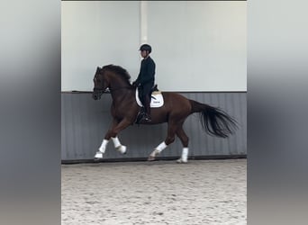 KWPN, Gelding, 5 years, 17 hh, Chestnut-Red