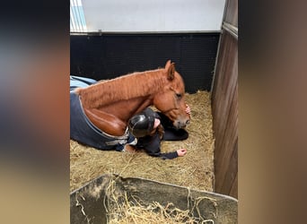 KWPN, Gelding, 5 years, 17 hh, Chestnut-Red