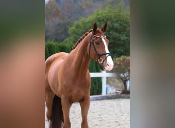 KWPN, Gelding, 5 years, 17 hh, Chestnut-Red