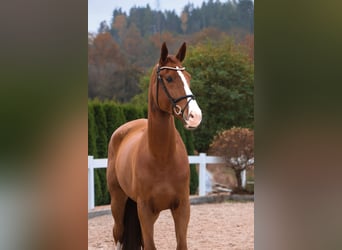 KWPN, Gelding, 5 years, 17 hh, Chestnut-Red