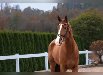 KWPN, Gelding, 5 years, 17 hh, Chestnut-Red