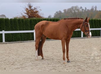 KWPN, Gelding, 5 years, 17 hh, Chestnut-Red