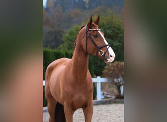 KWPN, Gelding, 5 years, 17 hh, Chestnut-Red