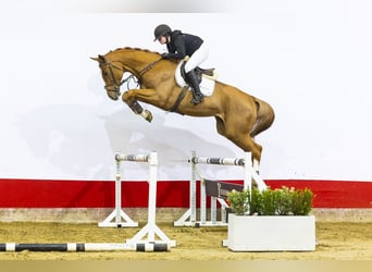 KWPN, Gelding, 5 years, 17 hh, Chestnut