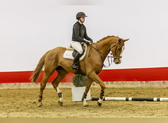 KWPN, Gelding, 5 years, 17 hh, Chestnut