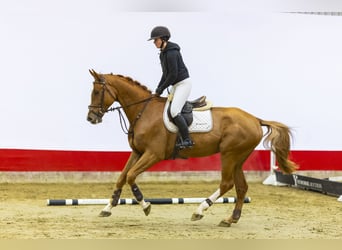 KWPN, Gelding, 5 years, 17 hh, Chestnut