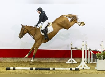 KWPN, Gelding, 5 years, 17 hh, Chestnut