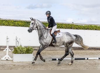 KWPN, Gelding, 5 years, 17 hh, Grey