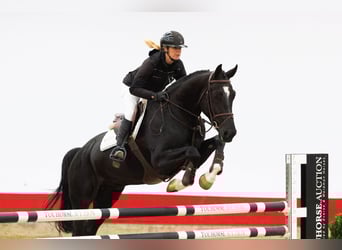 KWPN, Gelding, 5 years, 17 hh, Smoky-Black