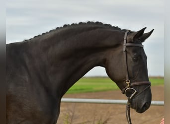 KWPN, Gelding, 5 years, 17,1 hh, Black