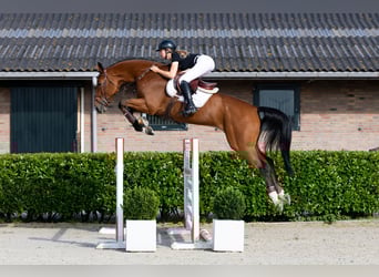 KWPN, Gelding, 5 years, 17,1 hh, Brown