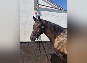 KWPN, Gelding, 5 years, 17,2 hh, Bay-Dark