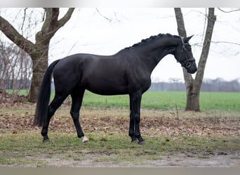 KWPN, Gelding, 5 years, Black