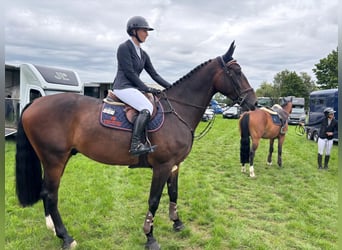 KWPN, Gelding, 5 years, Brown