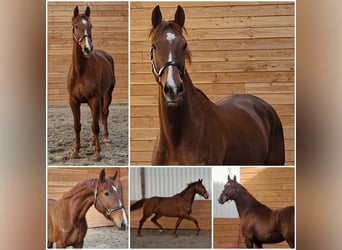 KWPN, Gelding, 5 years, Chestnut-Red