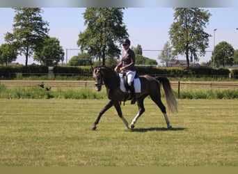 KWPN, Gelding, 5 years, Grey