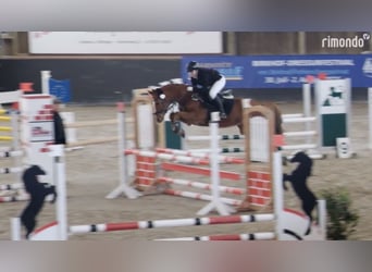 KWPN, Gelding, 6 years, 15.1 hh, Chestnut-Red