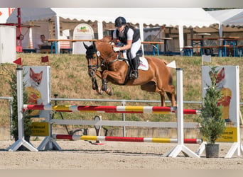 KWPN, Gelding, 6 years, 15.1 hh, Chestnut-Red
