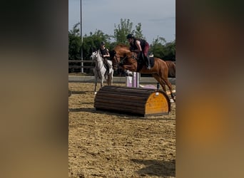 KWPN, Gelding, 6 years, 15.1 hh, Chestnut-Red
