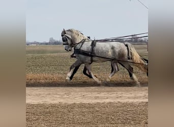 KWPN, Gelding, 6 years, 15.2 hh, Bay
