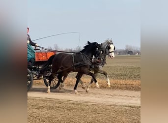 KWPN, Gelding, 6 years, 15.2 hh, Bay