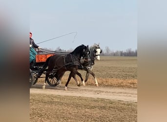 KWPN, Gelding, 6 years, 15.2 hh, Bay